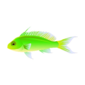 Green Resplendent Anthias